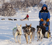 Dogsled_Kirkenes Snow Hotel